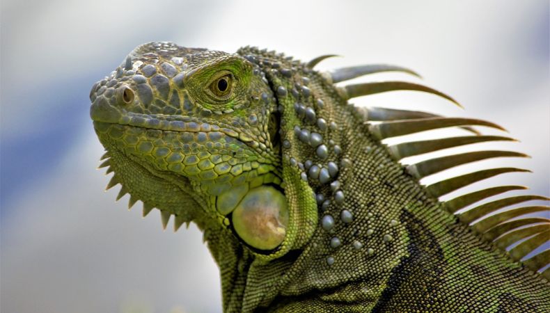 IGUANAS CONGELADAS