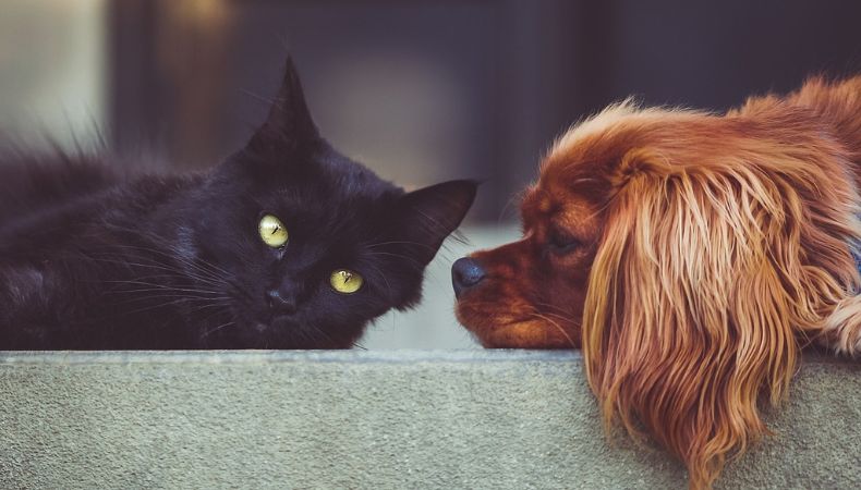 La difícil decisión de poner a dormir a las mascotas