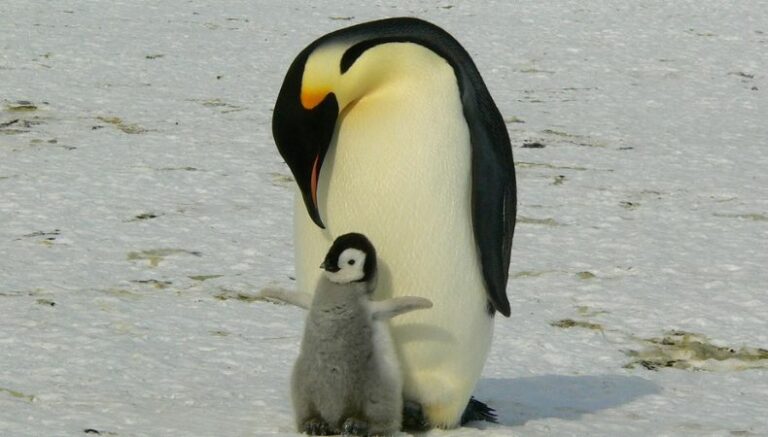 ¡Día de Concienciación por los Pingüinos!