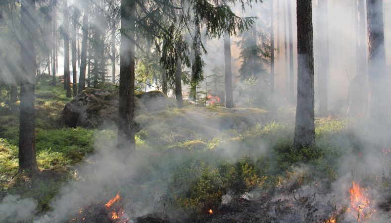 Incendios forestales, un problema que afecta al medio ambiente
