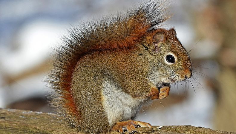 China entrena ardillas para detectar drogas