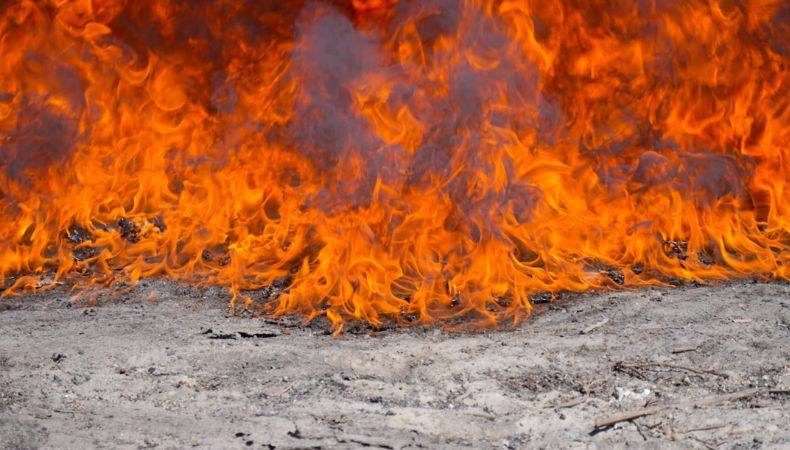 Destrucción de marihuana