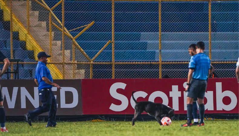 Perrito saltó al verde e hizo de las suyas en el Cuscatlán