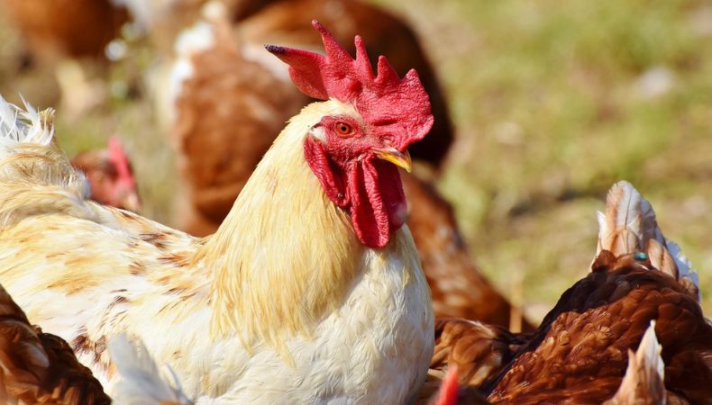 Influeza aviar Ecuador