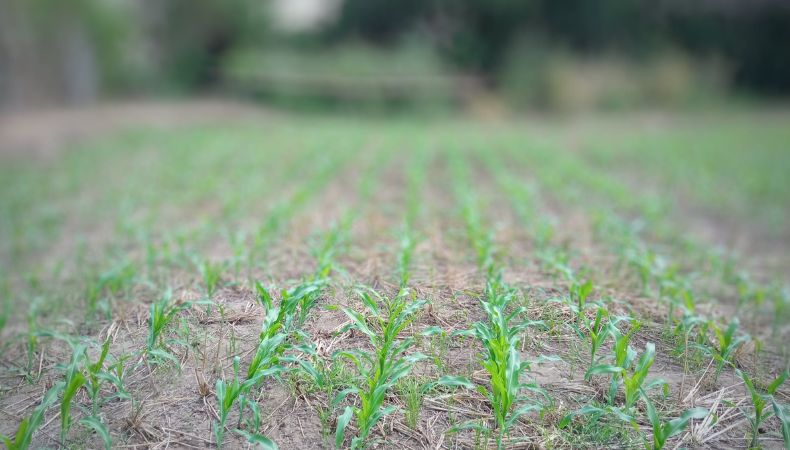 Métodos agrícolas que pueden ayudar a dar un descanso a la tierra