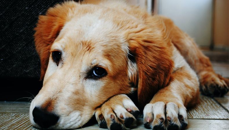 Patitas Unidas se encarga del rescate de perros callejeros