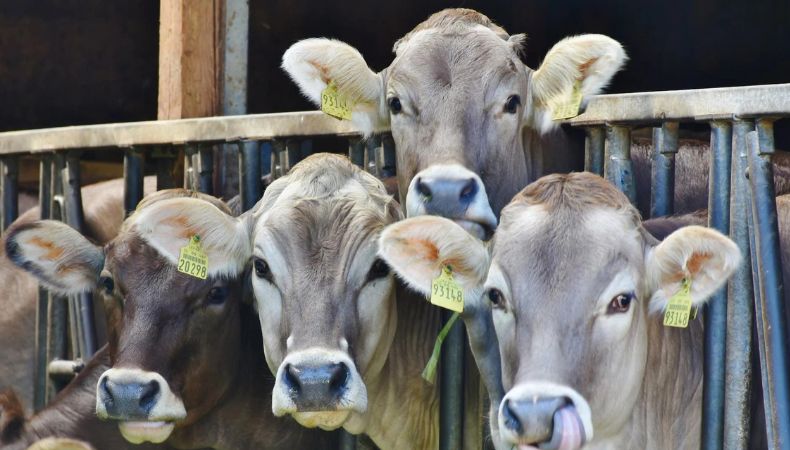 ¿Cómo ayuda la fecundación in vitro en la producción ganadera?