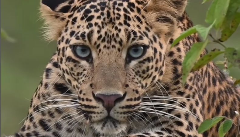 Una joya: leopardo hace intenso contacto visual con fotógrafo