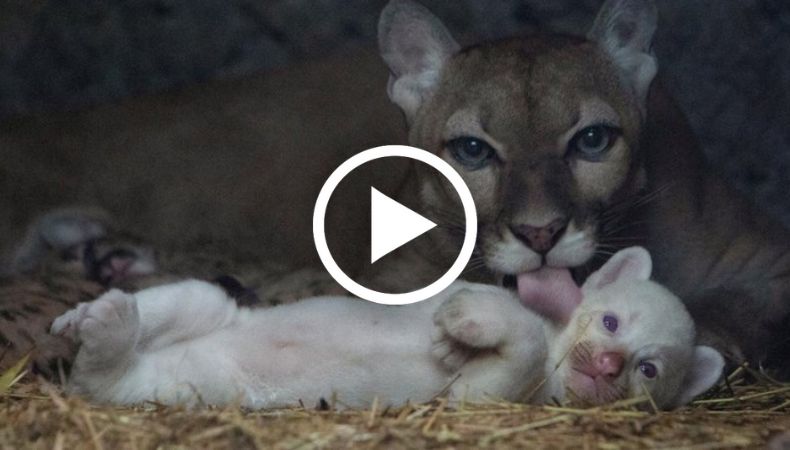 Nace puma albino en zoológico de Nicaragua