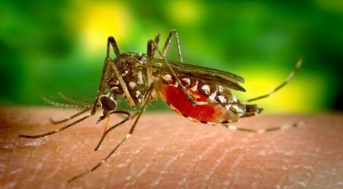 Hasta el momento se contabilizan nueve decesos por dengue. Las autoridades enfatizan a colaborar con las medidas de higiene.