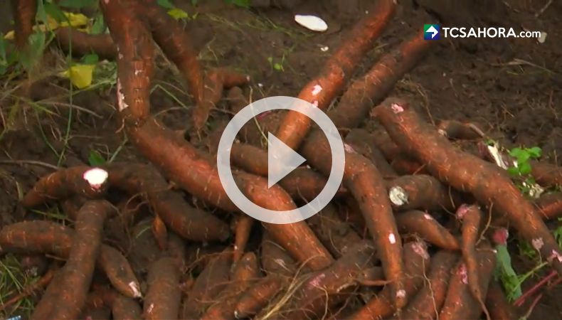 ¡La yuca!: una fuente de ingreso en Santiago Nonualco