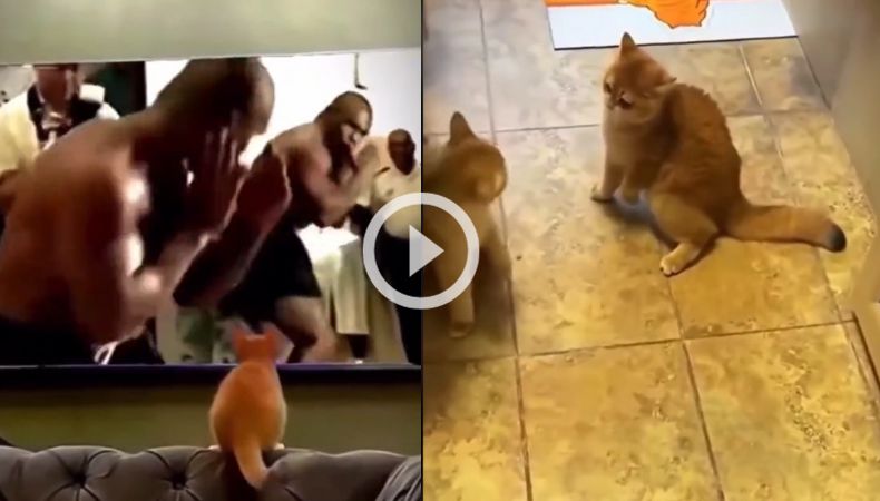 ¡Gato observa como pelea Mike Tyson y lo imita!