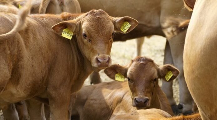 Robo y hurto de ganado