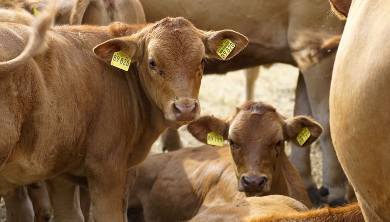 Robo y hurto de ganado