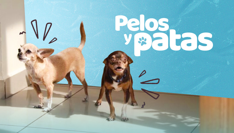 Portada Pelos y patas