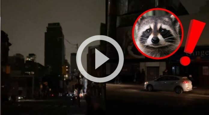 Mapache deja sin luz a Toronto