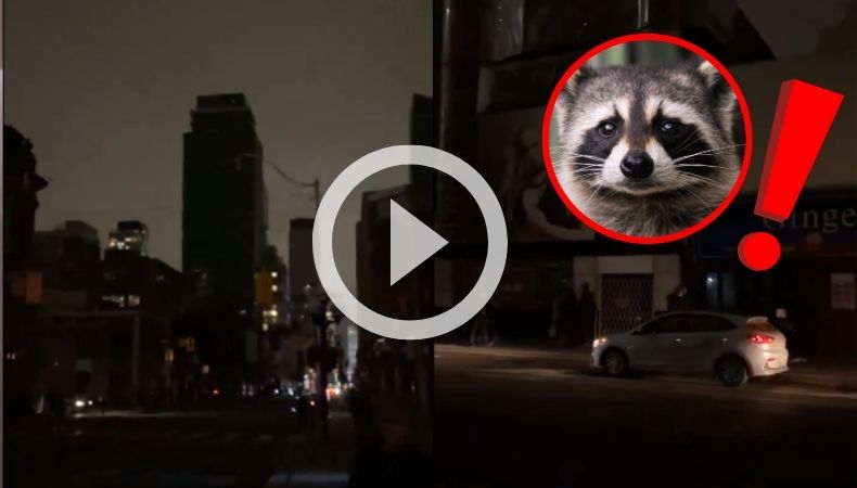 Mapache deja sin luz a Toronto