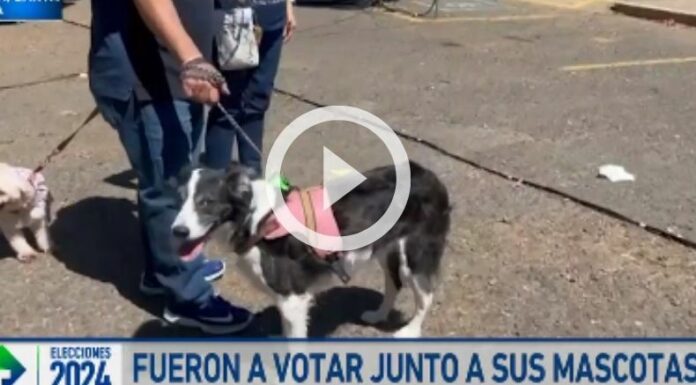 Mascotas en los centros de votación elecciones 2024