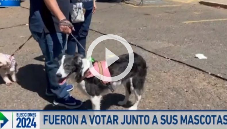 Mascotas en los centros de votación elecciones 2024