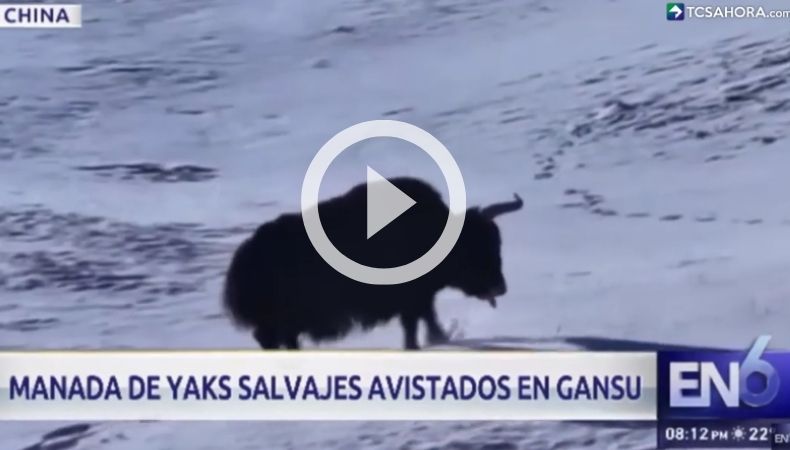 Avistamiento de Yaks en China