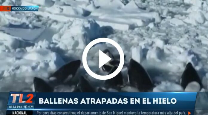 Ballenas atrapadas en hielo, en las costas de Japón