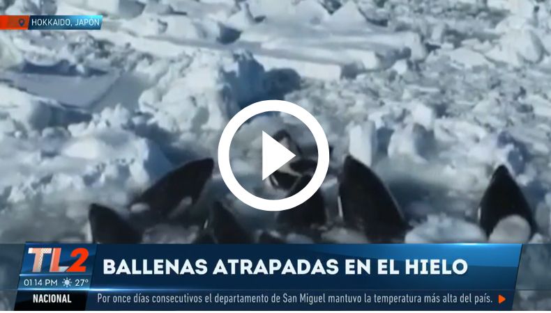 Ballenas atrapadas en hielo, en las costas de Japón