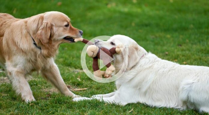 Los perros también pueden padecer de diabetes