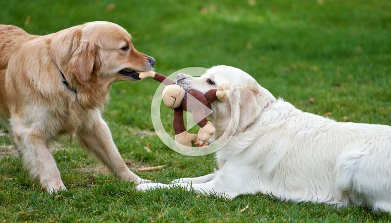 Los perros también pueden padecer de diabetes