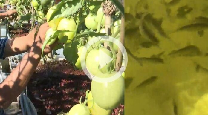 La acuaponía es una técnica de la agricultura que permite obtener alimentos