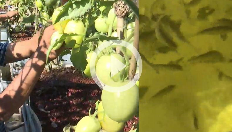 La acuaponía es una técnica de la agricultura que permite obtener alimentos