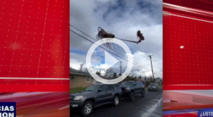 Plamera voladora ¿Usted qué cree?