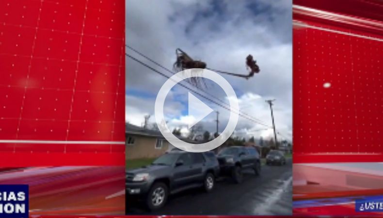 Plamera voladora ¿Usted qué cree?