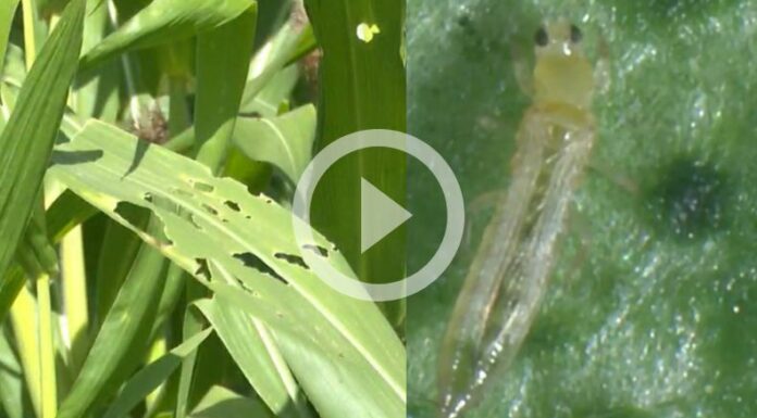 Agricultores en el Valle de Zapotitán detectan plaga trips en sus cultivos