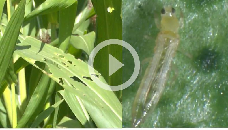 Agricultores en el Valle de Zapotitán detectan plaga trips en sus cultivos