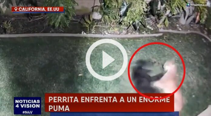 Una perrita se enfrentó valientemente a un enorme puma.