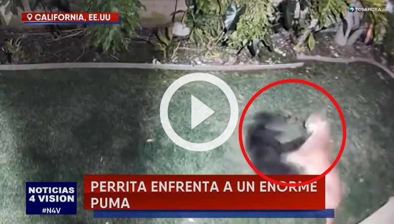 Una perrita se enfrentó valientemente a un enorme puma.