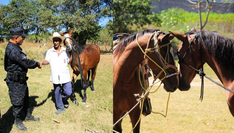 La yegua que recorrió las calles de San Salvador regresó a su hogar.