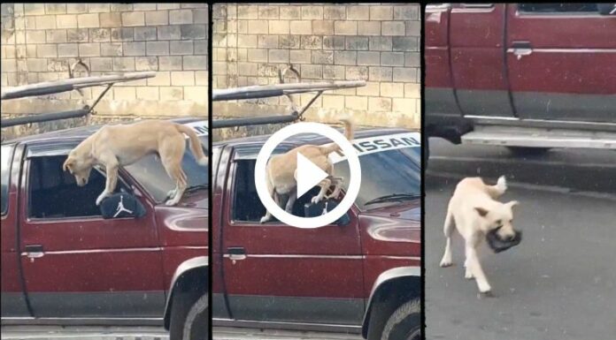 ¡La astucia le gana a la dificultad!