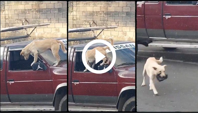 ¡La astucia le gana a la dificultad!