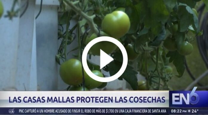 Casas mallas mejoran cosechas