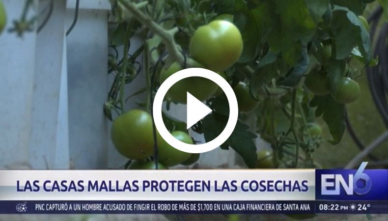 Casas mallas mejoran cosechas
