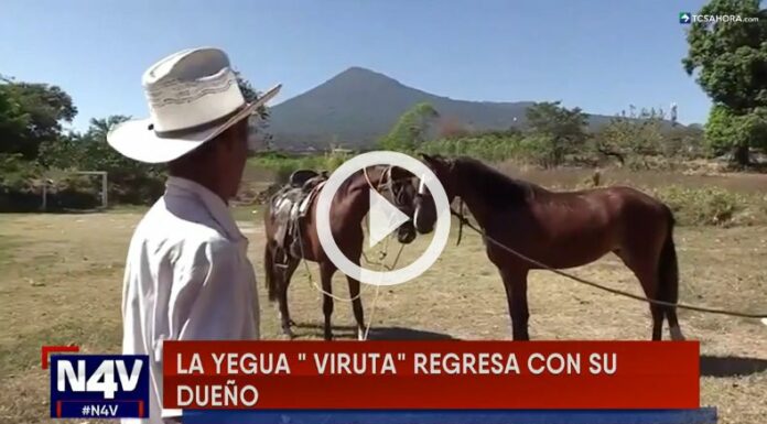 La yegua Viruta regresó con su dueño.
