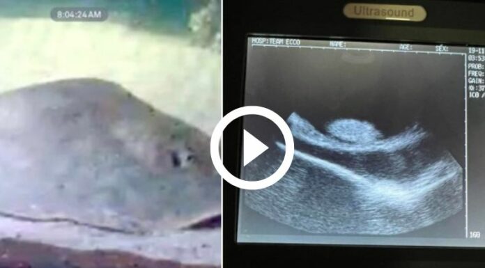 Matarraya sale embarazada de un tiburón, ¿es posible?