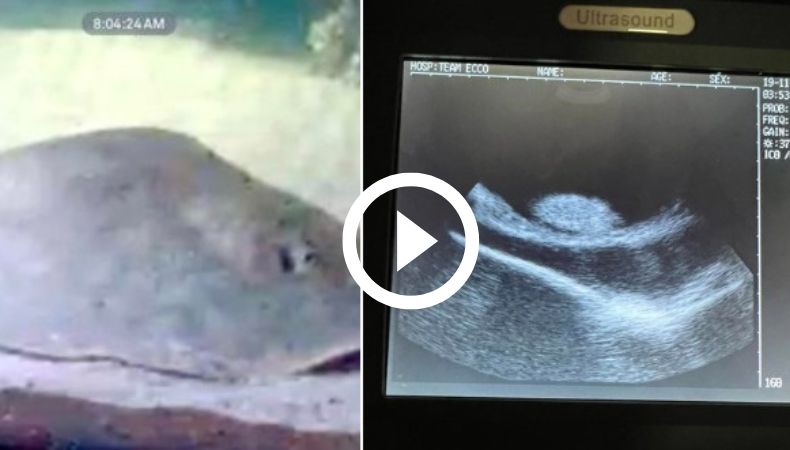 Matarraya sale embarazada de un tiburón, ¿es posible Matarraya sale embarazada de un tiburón, ¿es posible?