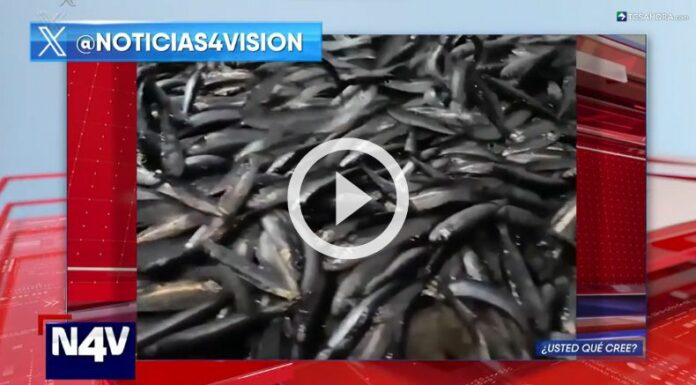 Millones de sardinas aparecieron en las costas de Filipinas.