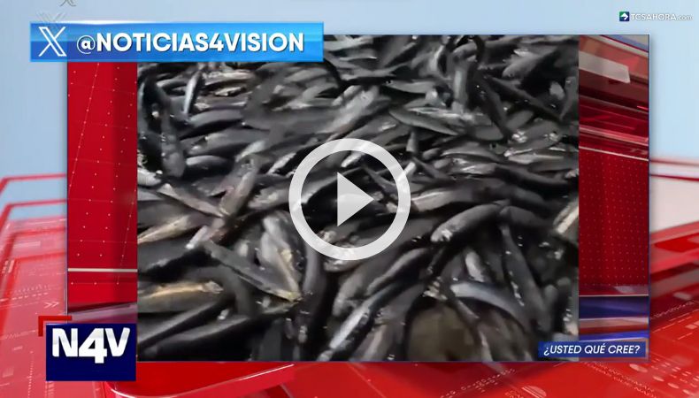 Millones de sardinas aparecieron en las costas de Filipinas.