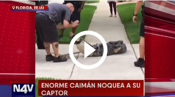 Caimán noquea a captor