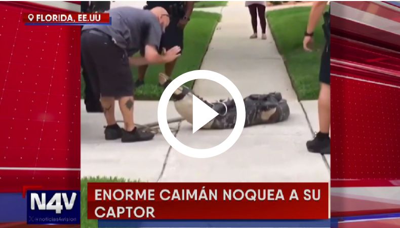 caimán Caimán noquea a captor