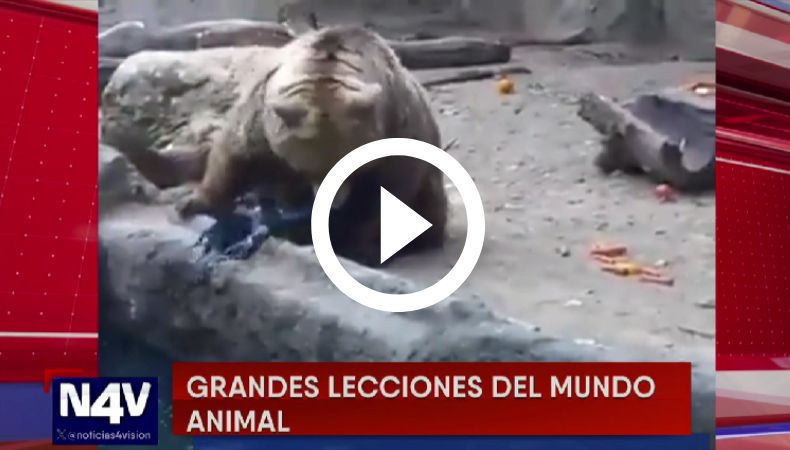 oso rescata cuervo