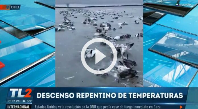 Cientos de aves murieron congeladas en un lago de China.